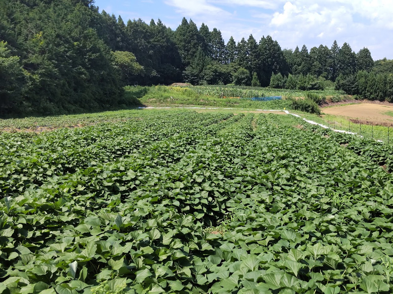 蔵王高原いちご農園